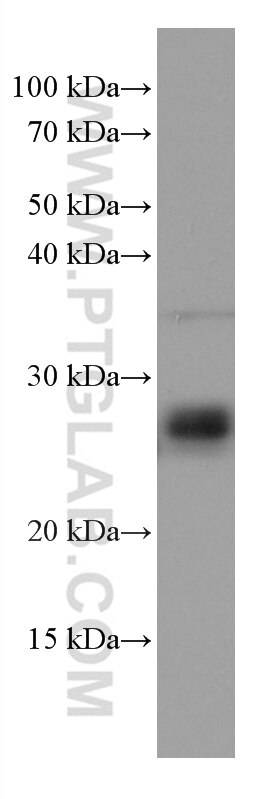 Western Blot (WB) analysis of A549 cells using RAB3D Monoclonal antibody (67118-1-Ig)