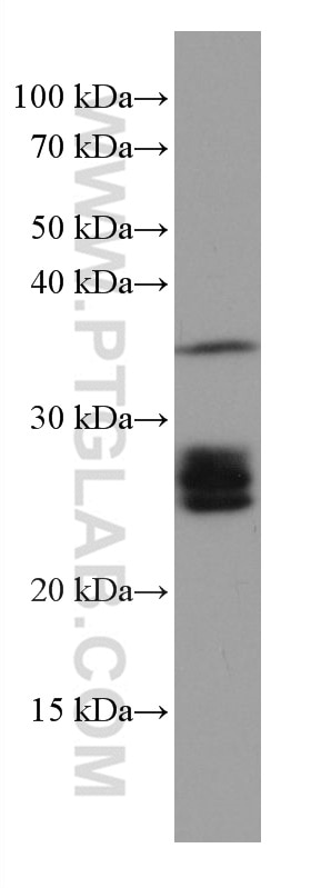 Western Blot (WB) analysis of HT-29 cells using RAB3D Monoclonal antibody (67118-1-Ig)