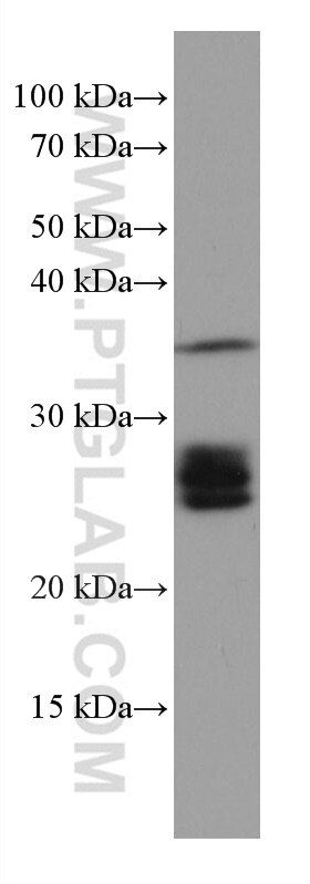 WB analysis of HT-29 using 67118-1-Ig
