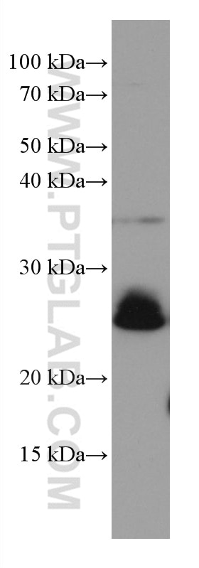 Western Blot (WB) analysis of THP-1 cells using RAB3D Monoclonal antibody (67118-1-Ig)