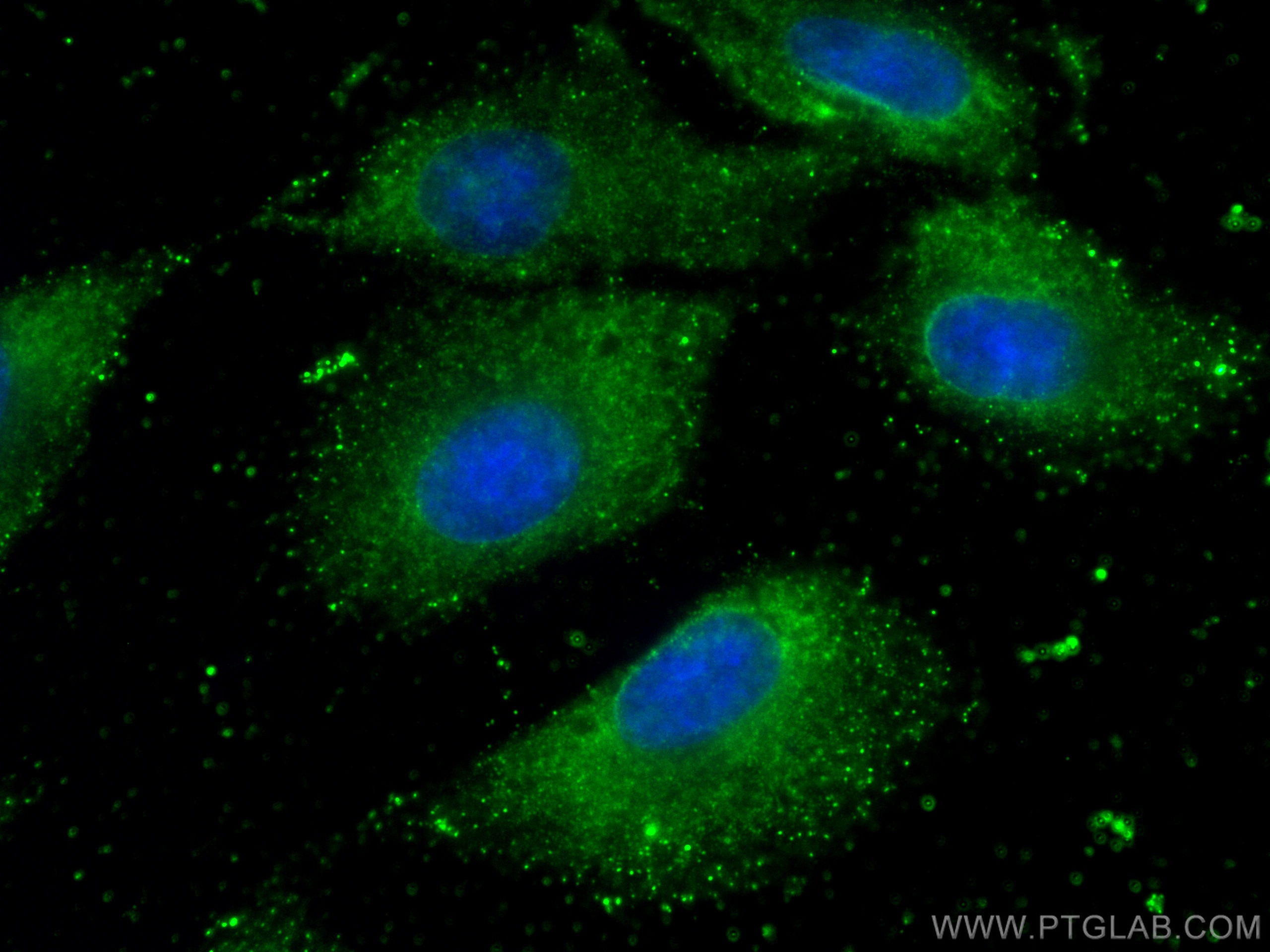 Immunofluorescence (IF) / fluorescent staining of A549 cells using CoraLite® Plus 488-conjugated RAB3D Monoclonal ant (CL488-67118)