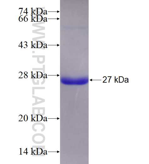 RAB3D fusion protein Ag16784 SDS-PAGE
