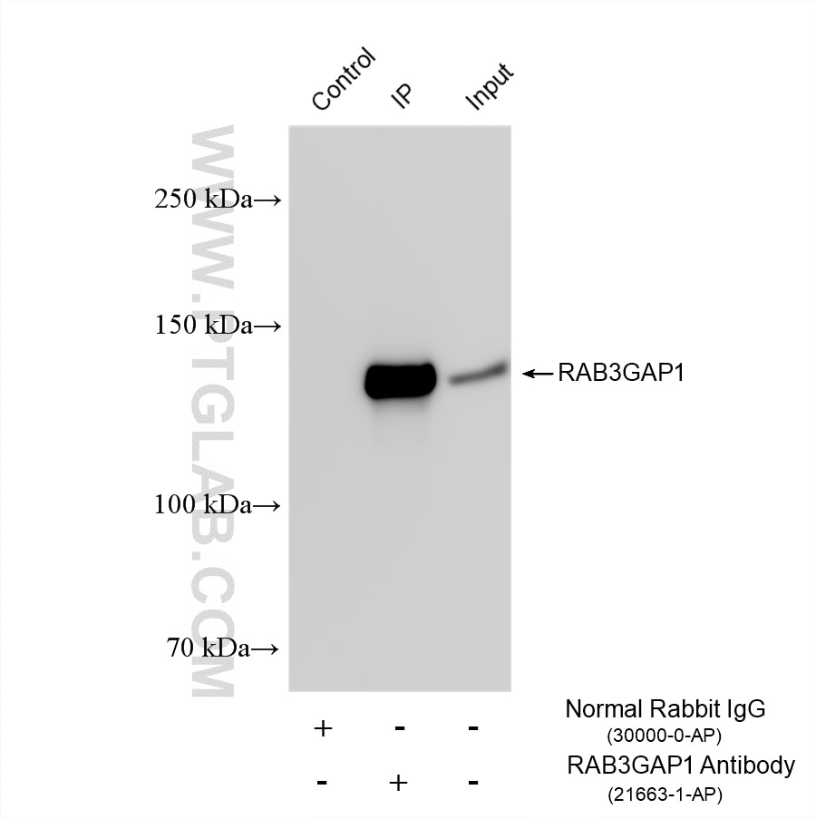 Immunoprecipitation (IP) experiment of HEK-293 cells using RAB3GAP1 Polyclonal antibody (21663-1-AP)