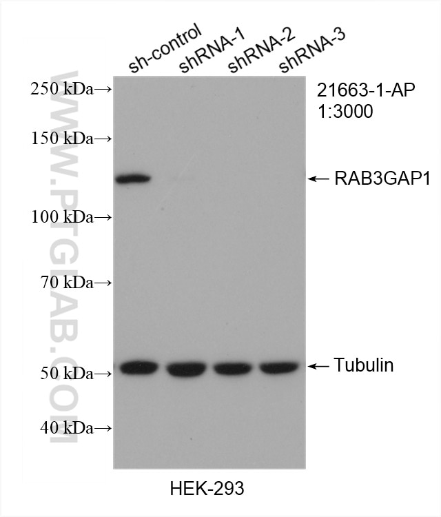 WB analysis of HEK-293 using 21663-1-AP