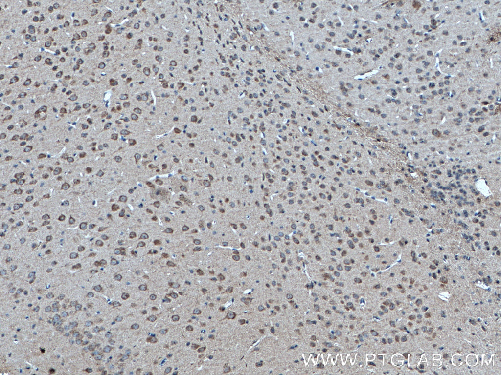IHC staining of mouse brain using 66688-1-Ig
