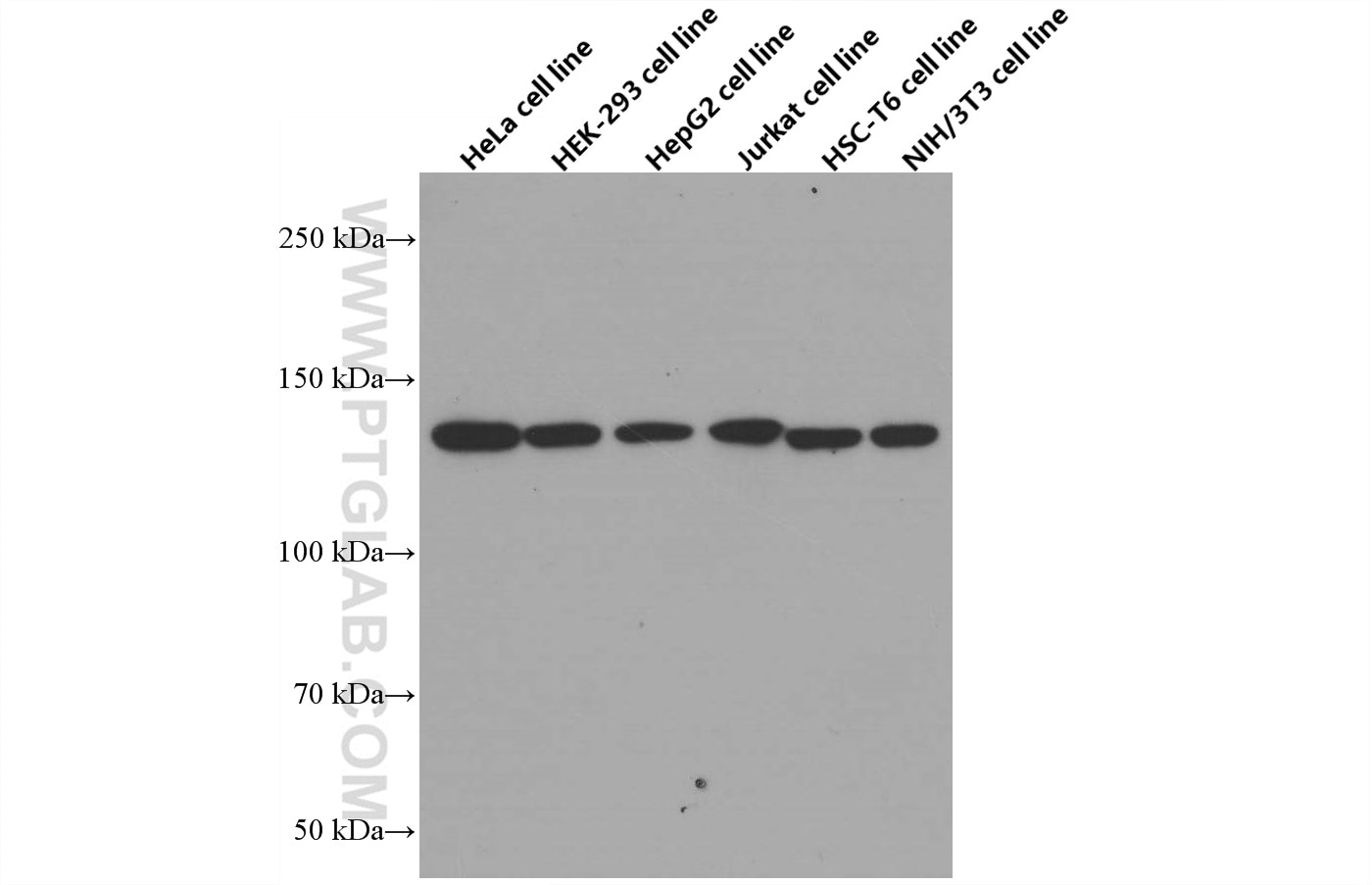 Western Blot (WB) analysis of various lysates using RAB3GAP1 Monoclonal antibody (66688-1-Ig)