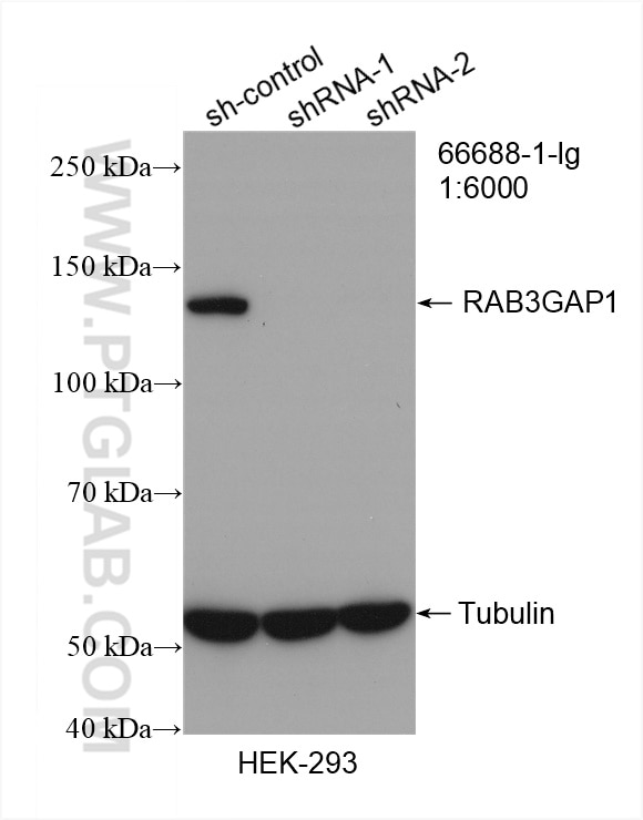 Western Blot (WB) analysis of HeLa cells using RAB3GAP1 Monoclonal antibody (66688-1-Ig)