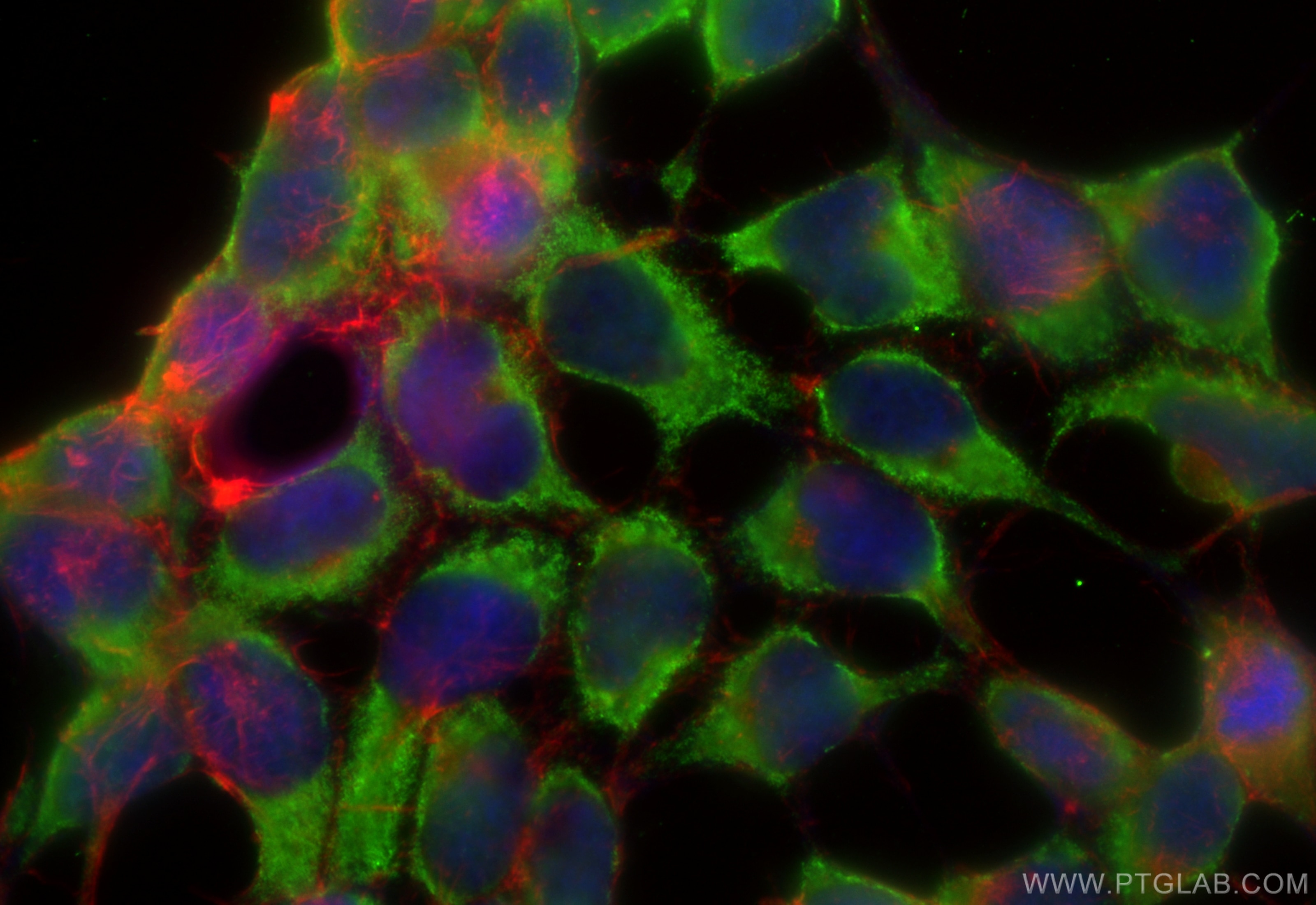 Immunofluorescence (IF) / fluorescent staining of HEK-293 cells using CoraLite® Plus 488-conjugated RAB3GAP1 Monoclonal  (CL488-66688)