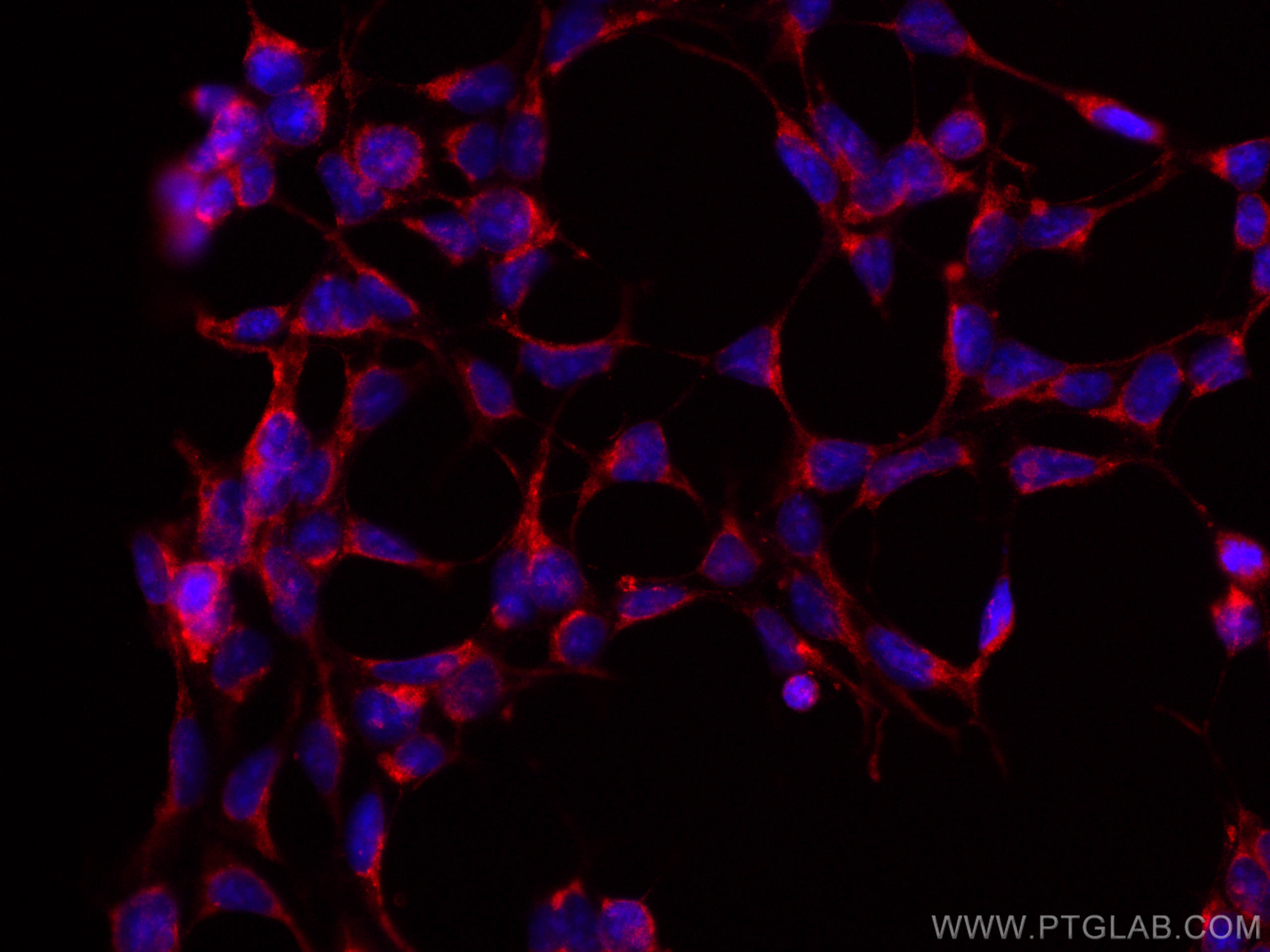 IF Staining of HEK-293 using CL594-66688