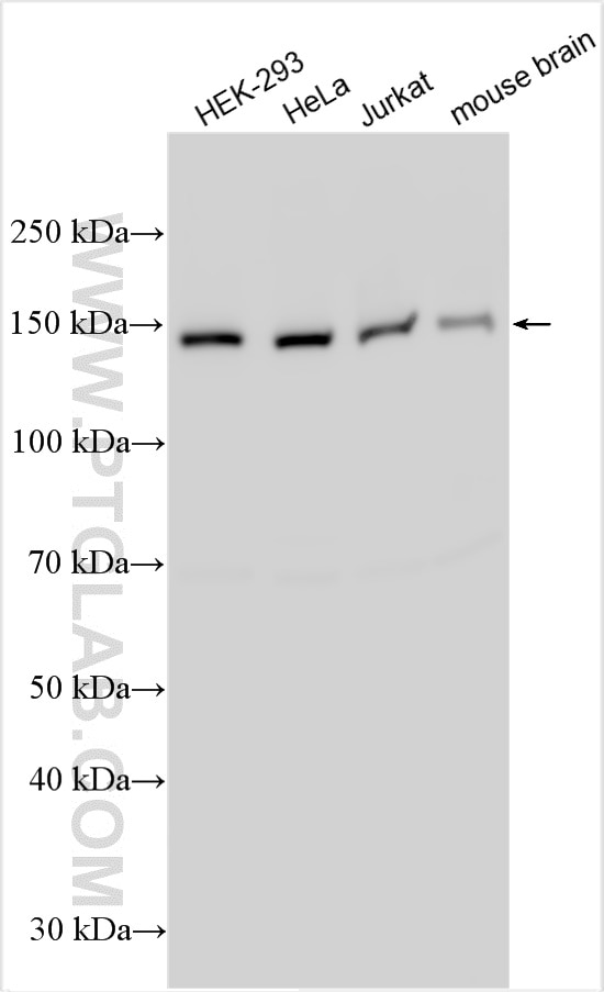 Western Blot (WB) analysis of various lysates using RAB3GAP2 Polyclonal antibody (24599-1-AP)