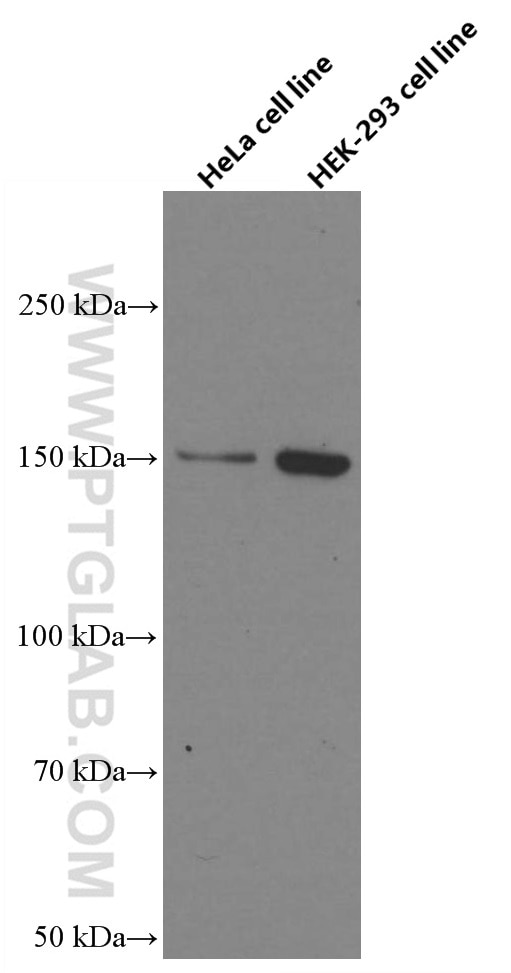 Western Blot (WB) analysis of various lysates using RAB3GAP2 Monoclonal antibody (66648-1-Ig)