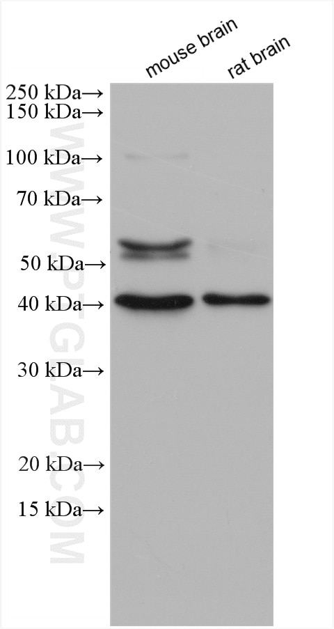 Western Blot (WB) analysis of various lysates using RAB3IP Polyclonal antibody (12321-1-AP)