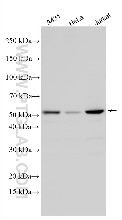 Various lysates were subjected to SDS PAGE followed by western blot with 29818-1-AP (RAB3IP/Rabin8 antibody) at dilution of 1:1500 incubated at room temperature for 1.5 hours. Western Blot (WB) analysis of various lysates using RAB3IP/Rabin8 Polyclonal antibody (29818-1-AP)