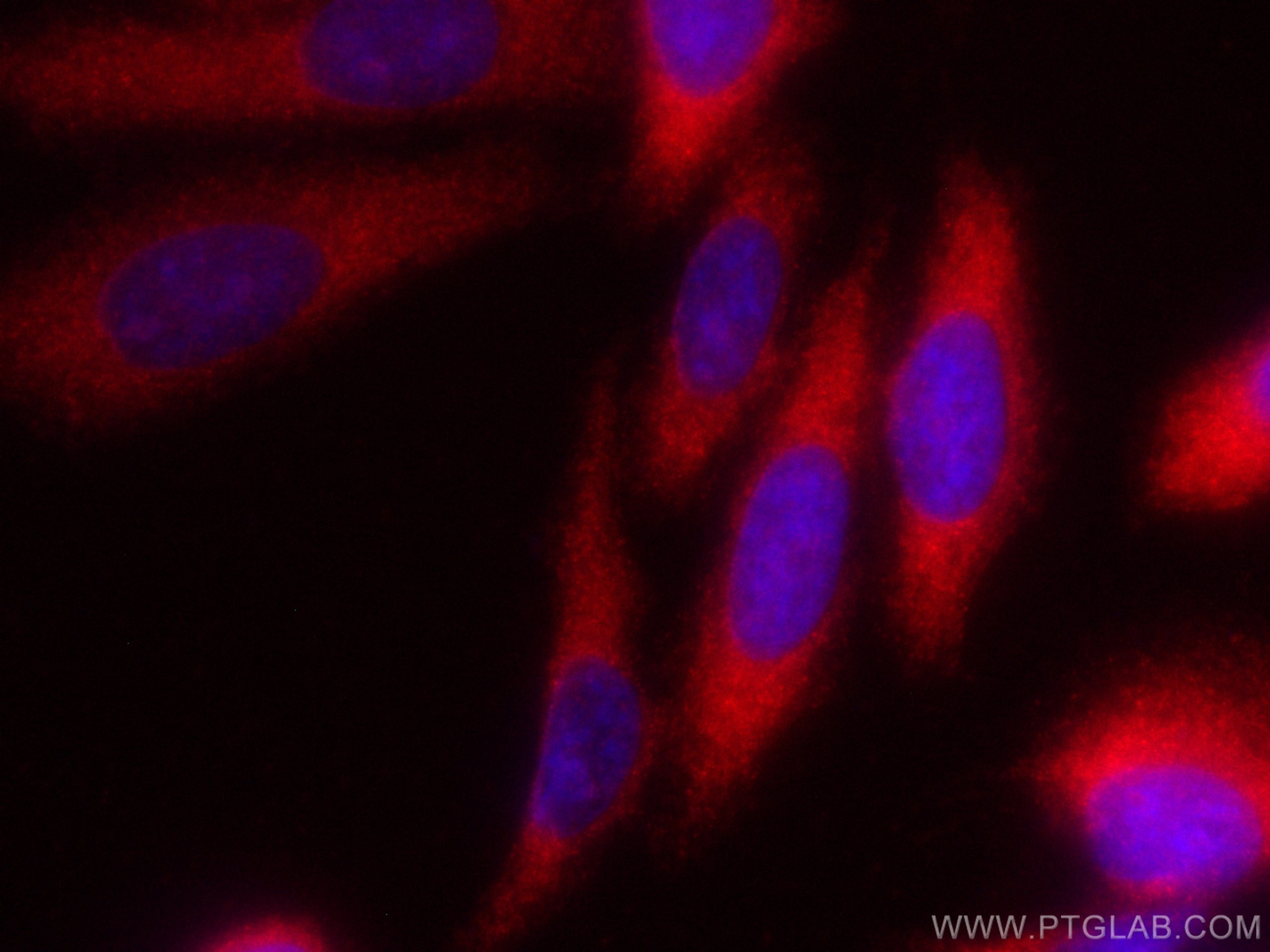 Immunofluorescence (IF) / fluorescent staining of HepG2 cells using CoraLite®594-conjugated RAB3IP/Rabin8 Polyclonal a (CL594-12321)