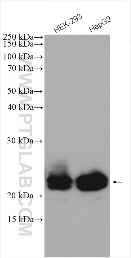 Western Blot (WB) analysis of various lysates using RAB43 Polyclonal antibody (28240-1-AP)