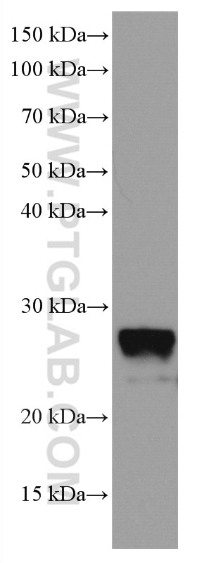 Western Blot (WB) analysis of HEK-293 cells using RAB43 Monoclonal antibody (66654-1-Ig)