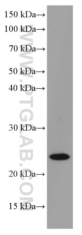 Western Blot (WB) analysis of HepG2 cells using RAB43 Monoclonal antibody (66654-1-Ig)