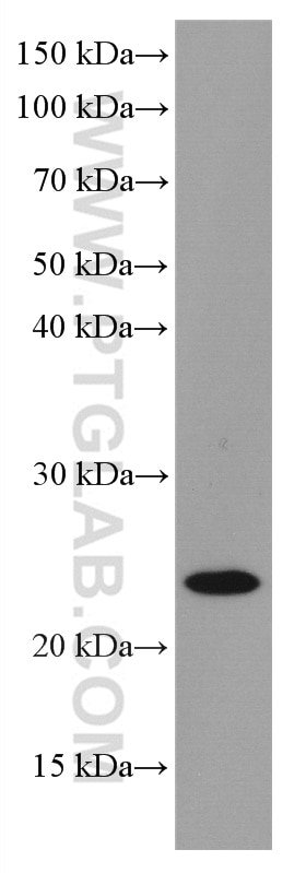 WB analysis of HepG2 using 66654-1-Ig