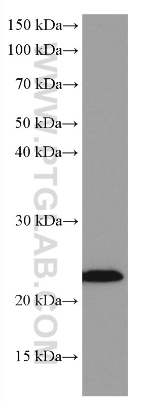 Western Blot (WB) analysis of L02 cells using RAB43 Monoclonal antibody (66654-1-Ig)