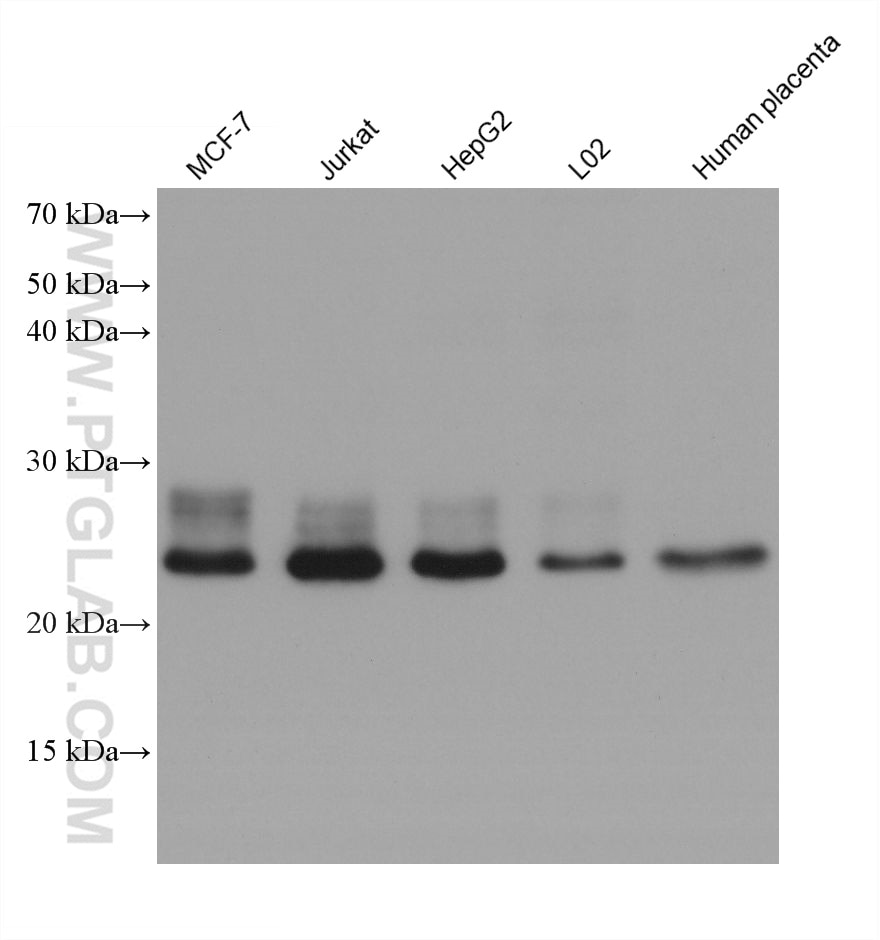 Western Blot (WB) analysis of various lysates using RAB43 Monoclonal antibody (66654-1-Ig)