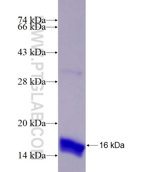 RAB43 fusion protein Ag26911 SDS-PAGE
