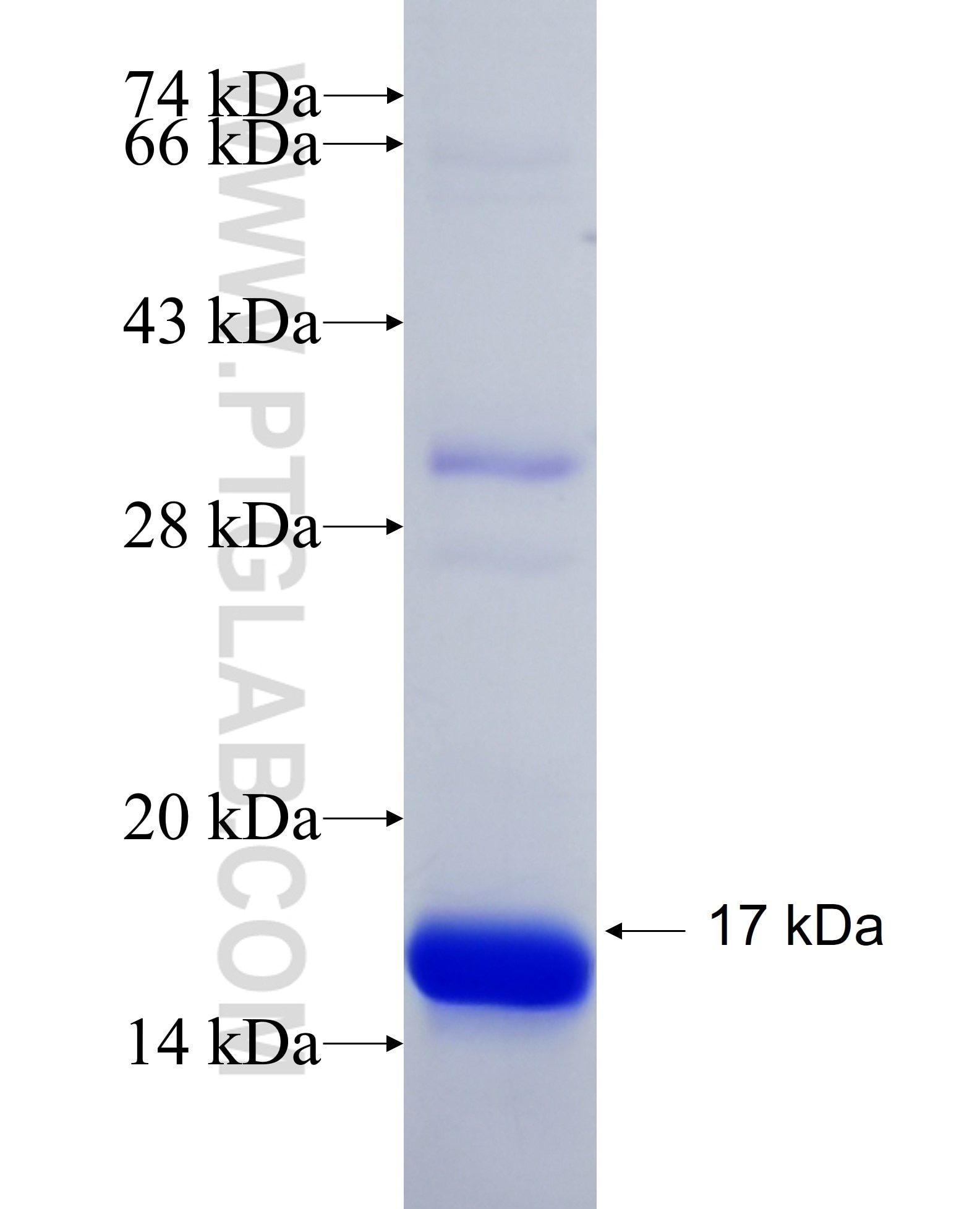 RAB43 fusion protein Ag26911 SDS-PAGE