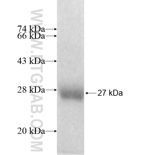 RAB43 fusion protein Ag10260 SDS-PAGE