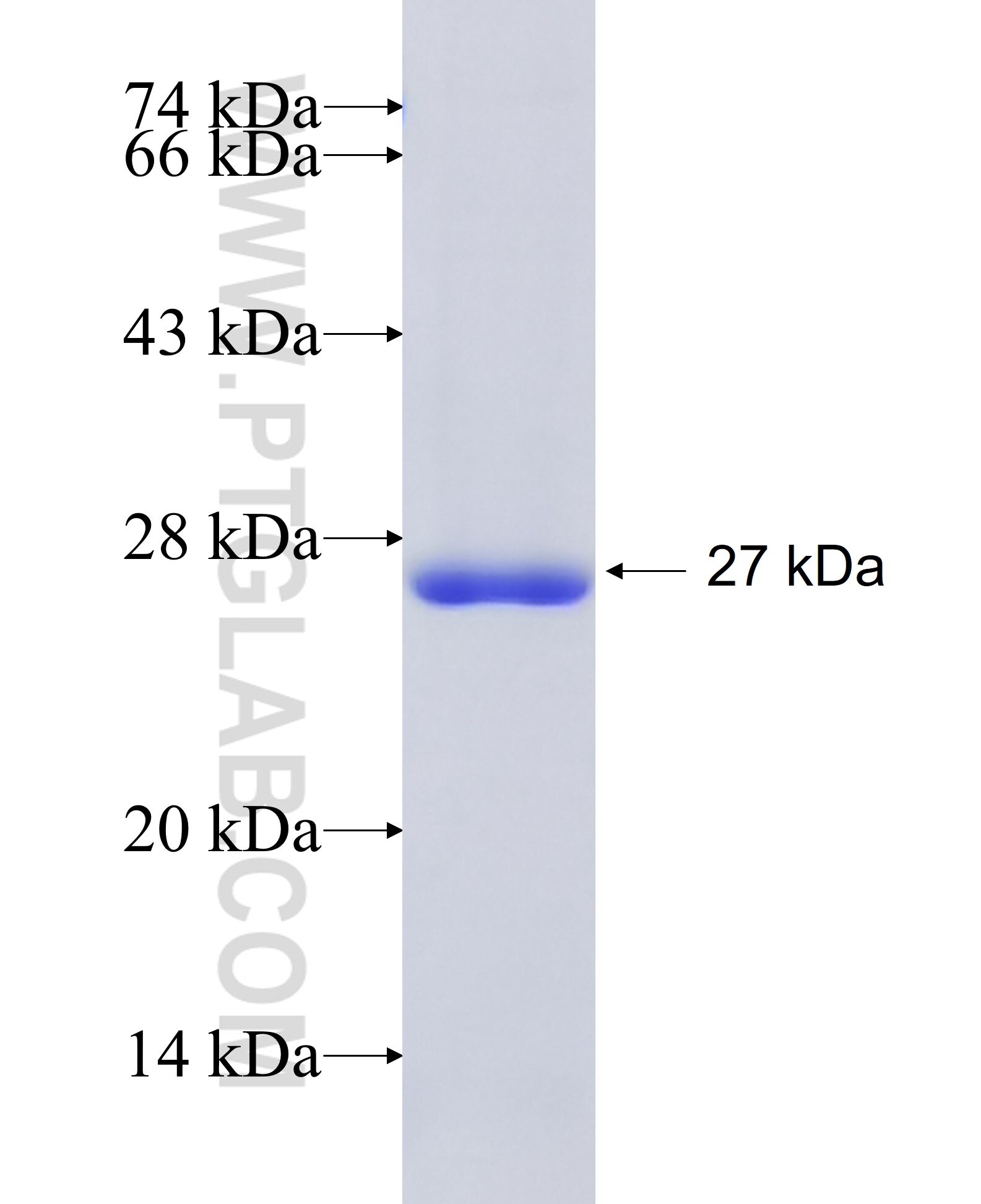 RAB43 fusion protein Ag10260 SDS-PAGE