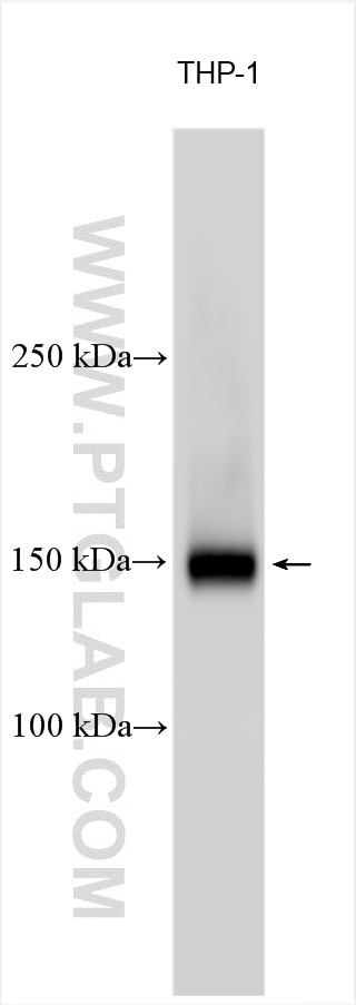 Western Blot (WB) analysis of various lysates using RAB44 Polyclonal antibody (31195-1-AP)