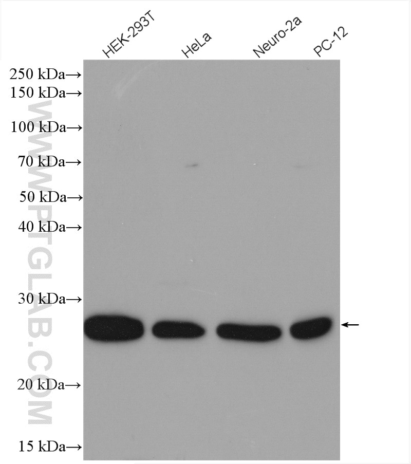 Western Blot (WB) analysis of various lysates using RAB4A Polyclonal antibody (10347-1-AP)