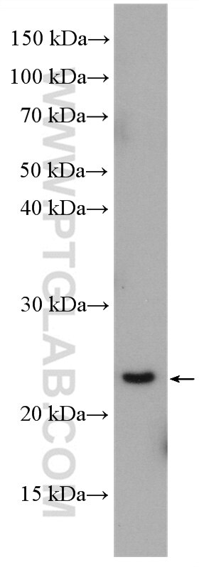 Western Blot (WB) analysis of HepG2 cells using RAB4A Polyclonal antibody (10347-1-AP)