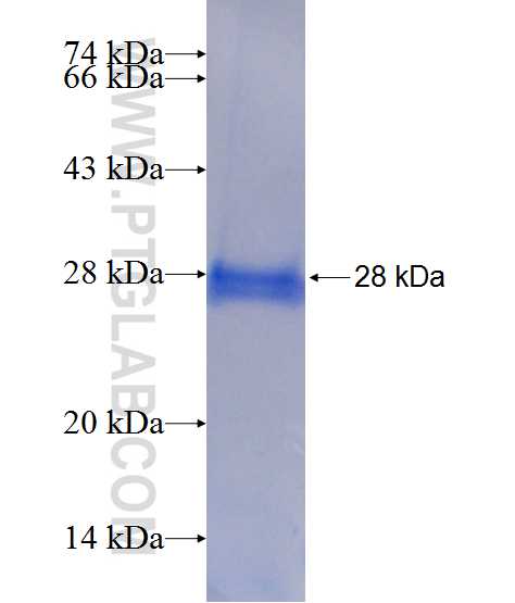 RAB4A fusion protein Ag20554 SDS-PAGE