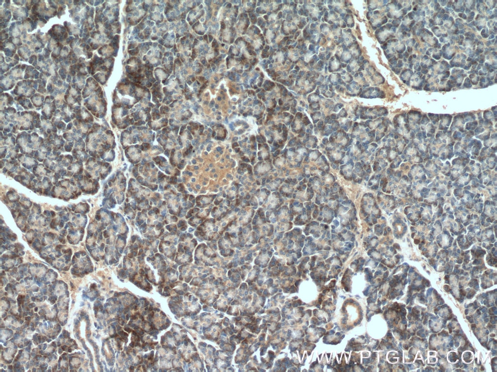 Immunohistochemistry (IHC) staining of human pancreas tissue using RAB5A Polyclonal antibody (11947-1-AP)