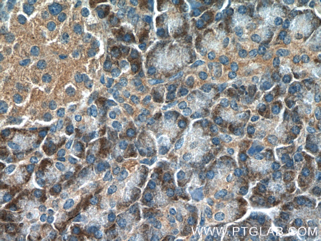 Immunohistochemistry (IHC) staining of human pancreas tissue using RAB5A Polyclonal antibody (11947-1-AP)