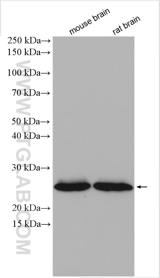 Western Blot (WB) analysis of various lysates using RAB5A Polyclonal antibody (11947-1-AP)