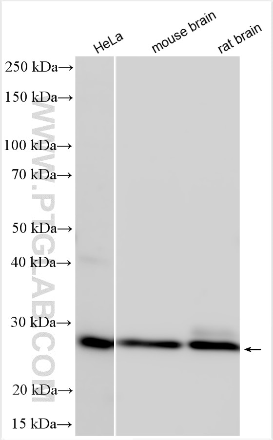 Western Blot (WB) analysis of various lysates using RAB5A Polyclonal antibody (11947-1-AP)