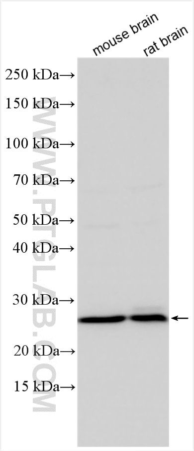 Western Blot (WB) analysis of various lysates using RAB5A Polyclonal antibody (11947-1-AP)