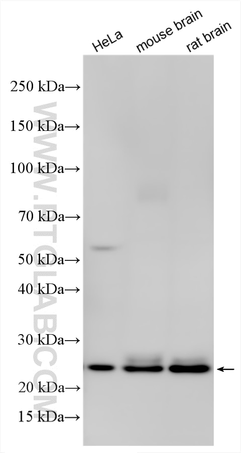 Western Blot (WB) analysis of various lysates using RAB5A Polyclonal antibody (11947-1-AP)