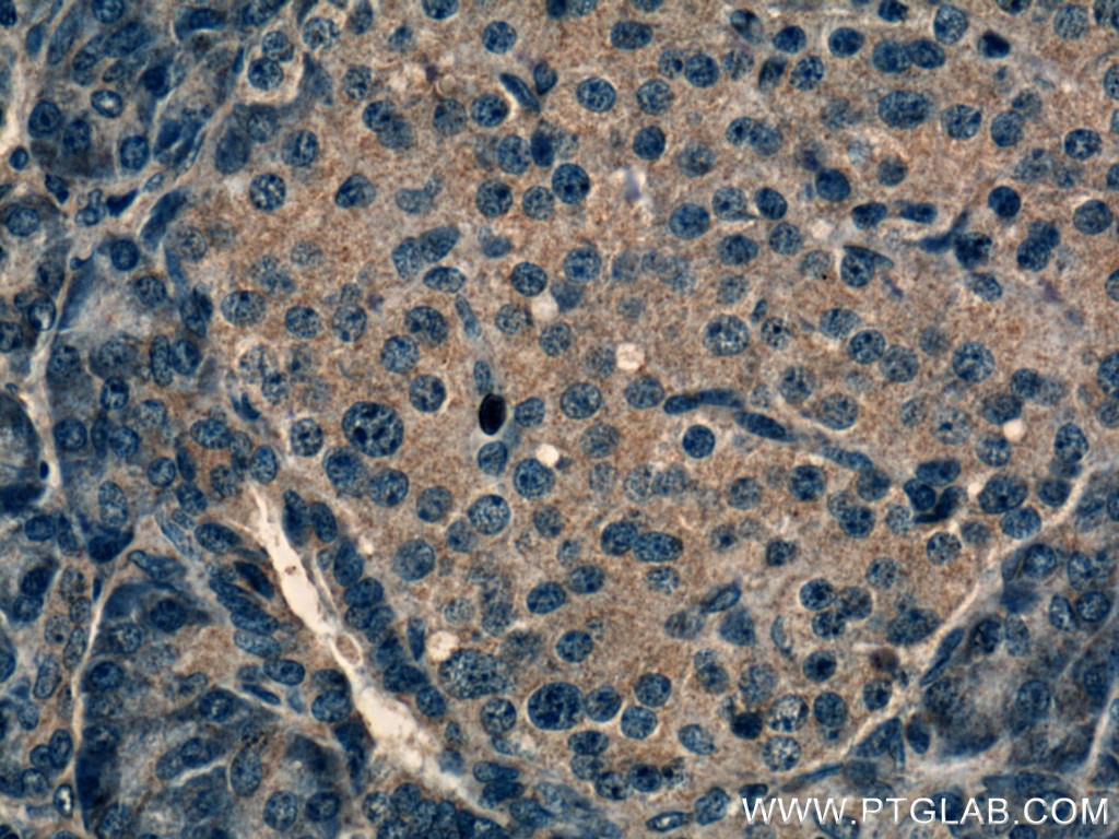 Immunohistochemistry (IHC) staining of human pancreas tissue using RAB5A Monoclonal antibody (66339-1-Ig)