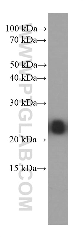 Western Blot (WB) analysis of pig brain tissue using RAB5A Monoclonal antibody (66339-1-Ig)