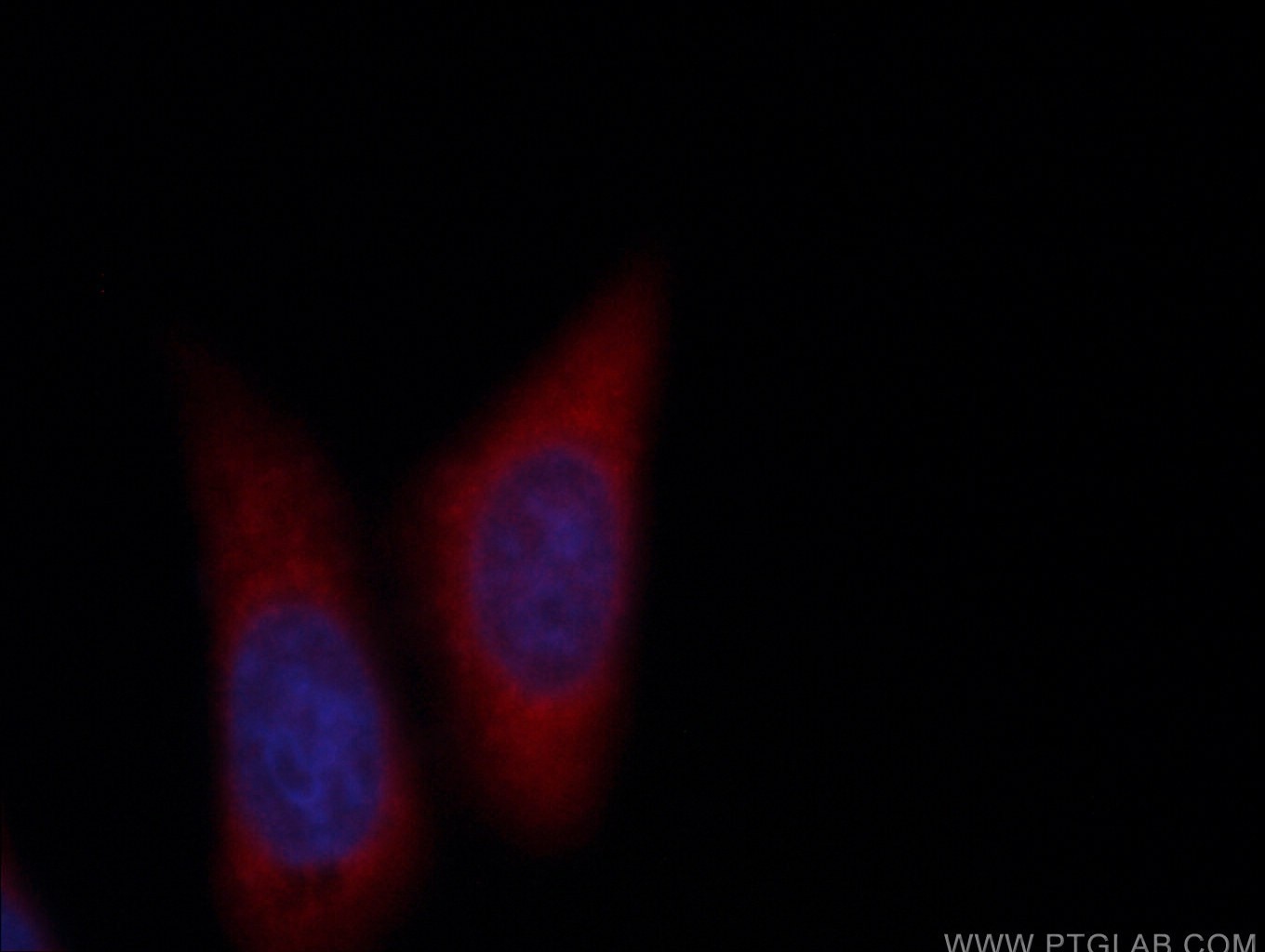 Immunofluorescence (IF) / fluorescent staining of HepG2 cells using CoraLite®594-conjugated RAB5A Monoclonal antibody (CL594-66339)