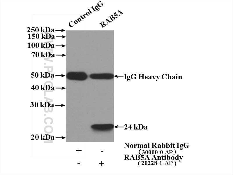 Immunoprecipitation (IP) experiment of mouse brain tissue using RAB5A-Specific Polyclonal antibody (20228-1-AP)