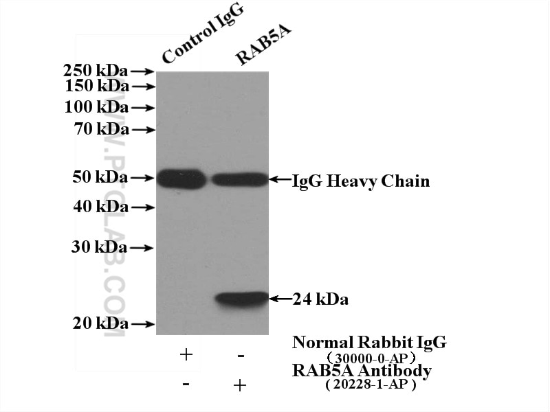 IP experiment of mouse brain using 20228-1-AP