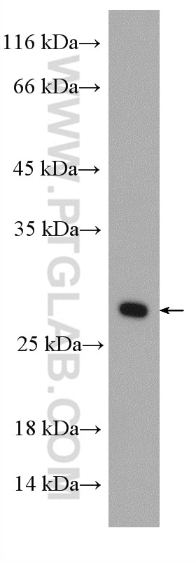 WB analysis of NIH/3T3 using 27403-1-AP