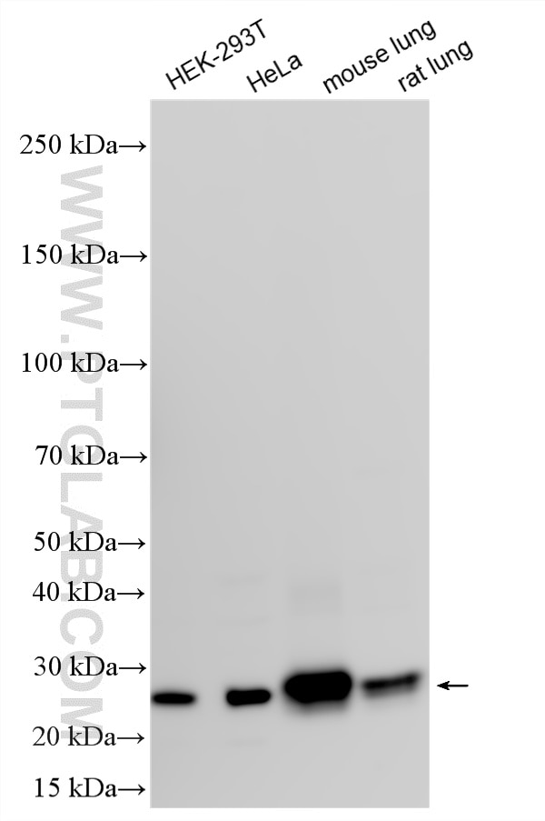 Western Blot (WB) analysis of various lysates using RAB5B Polyclonal antibody (27403-1-AP)
