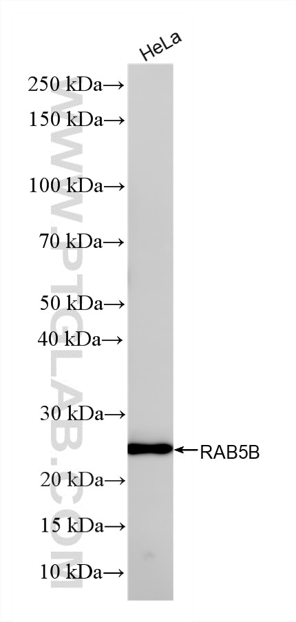 WB analysis using 86951-1-RR Western Blot (WB) analysis of various lysates using RAB5B Recombinant monoclonal antibody (86951-1-RR)