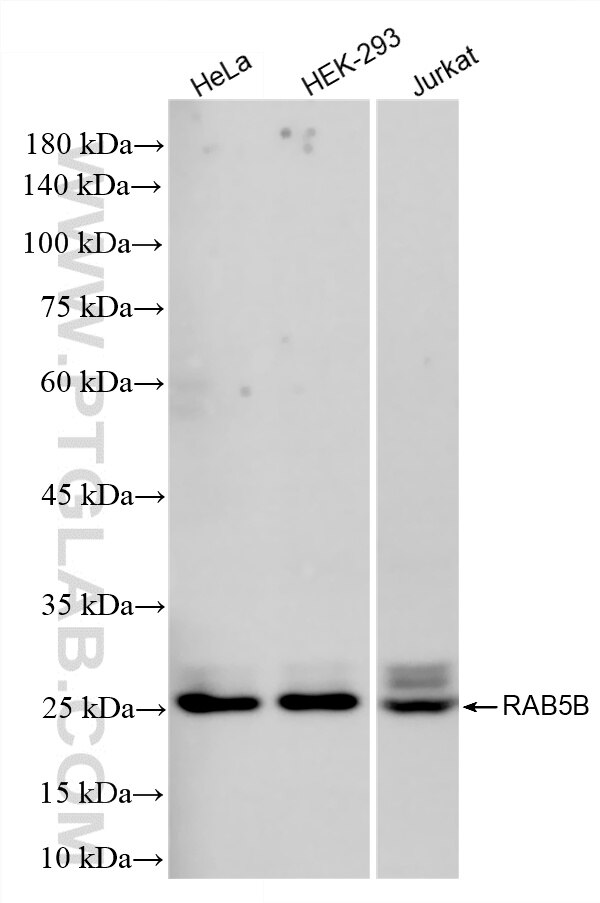WB analysis using 86951-1-RR Western Blot (WB) analysis of various lysates using RAB5B Recombinant monoclonal antibody (86951-1-RR)