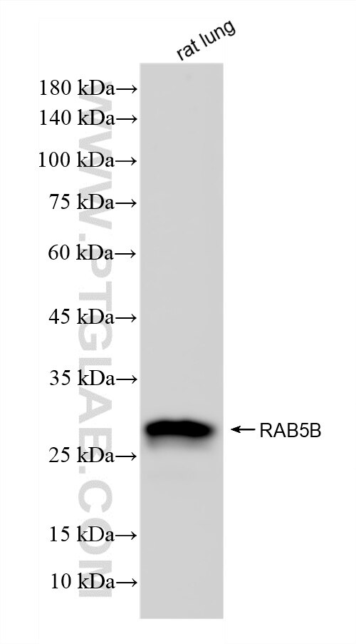 WB analysis using 86951-1-RR Western Blot (WB) analysis of various lysates using RAB5B Recombinant monoclonal antibody (86951-1-RR)