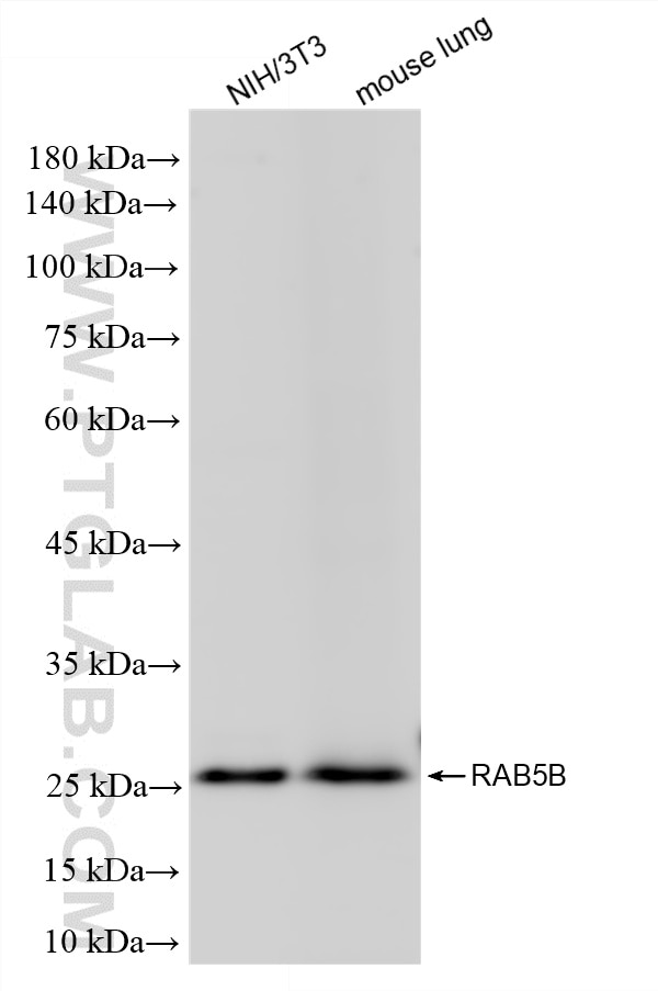 WB analysis using 86951-1-RR Western Blot (WB) analysis of various lysates using RAB5B Recombinant monoclonal antibody (86951-1-RR)