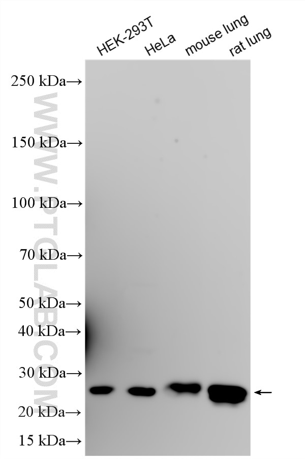 WB analysis using 86951-1-RR Western Blot (WB) analysis of various lysates using RAB5B Recombinant monoclonal antibody (86951-1-RR)